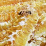 ハチミツの認知症予防効果の真実